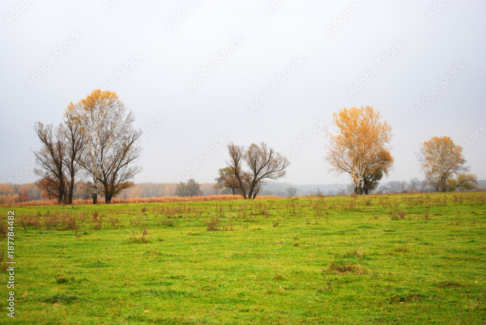 Willows and poplars trees with yellow leaves on green grass meadow near dry reeds, forest in the horizon, cloudy rainy sky and mist in Ukraine in autumn Willows and poplars trees with yellow leaves on green grass meadow near dry reeds, forest in the horizon, cloudy rainy sky and mist in Ukraine in autumn