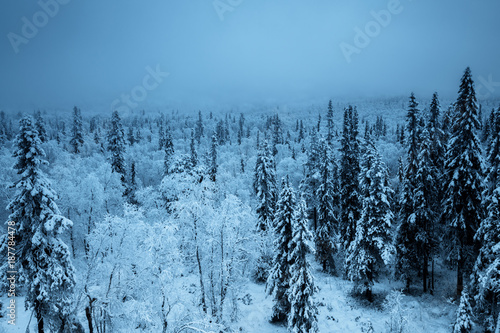 forest in winter season