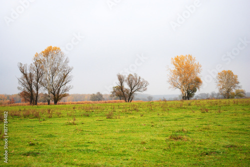 Willows and poplars trees with yellow leaves on green grass meadow near dry reeds, forest in the horizon, cloudy rainy sky and mist in Ukraine in autumn