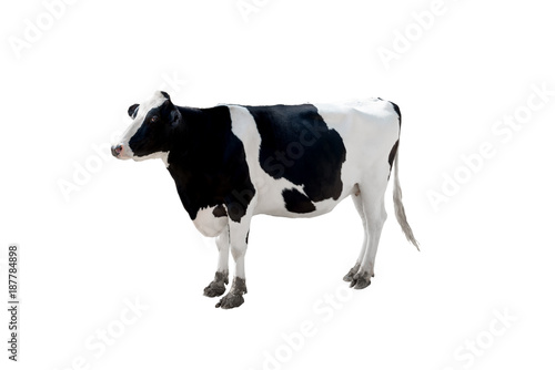 Cow milk isolate on white background,This has clipping path