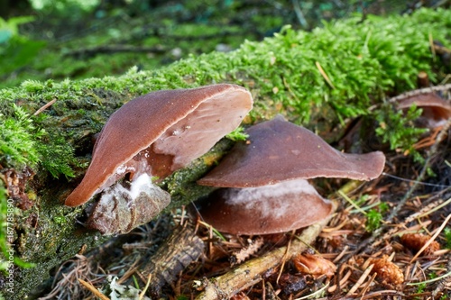 Auricularia auricula judae photo