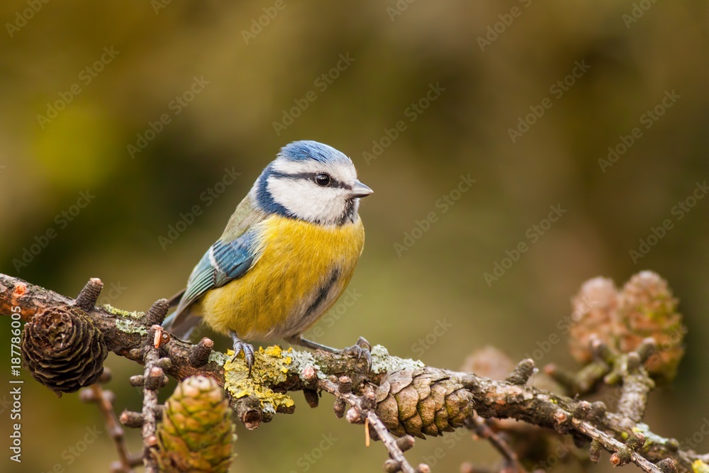 Blue tit, Cyanistes caeruleus, in autumn. Little colorful garden bird sitting on a European larch, Larix decidua, branch with cones. Yelllow and orange fall colours, blurred backround.