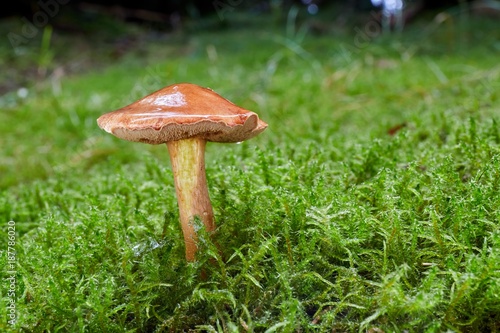 Chalciporus piperatus in the natural environment. photo