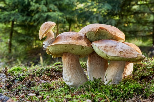 Boletus edulis. Fungus in the natural environment.