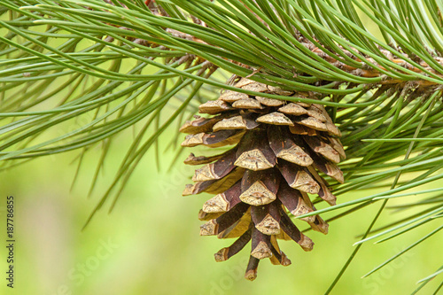 Pinus nigra ssp. nigra