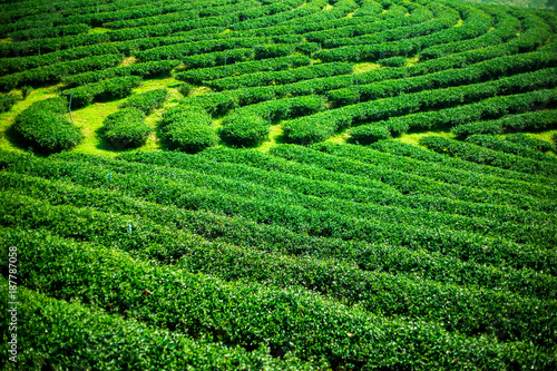 Landscape of green tea platation,Leaves background texture