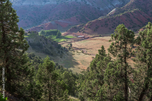 Landscape with trees overlooking a field between the mountains.Uzbekistan