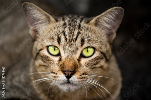 Portrait a cat thai and closeup of yellow eyes it © Boykowit