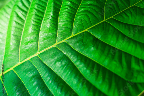 Background of a green leaves,Leaf background texture