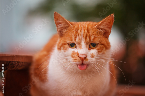 Canvas Print Portrait funny cat with stick out tongue