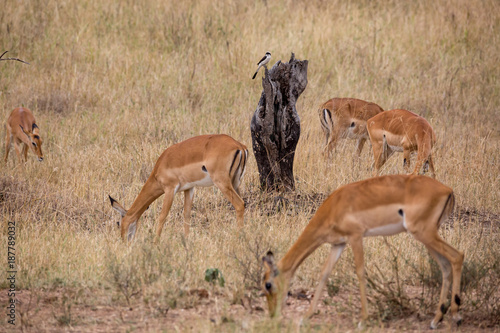 Impalas  Aepyceros 