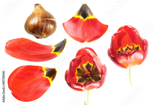 Fototapeta Naklejka Na Ścianę i Meble -  Red tulip flower with tulip bulb and petals closeup isolated on white background