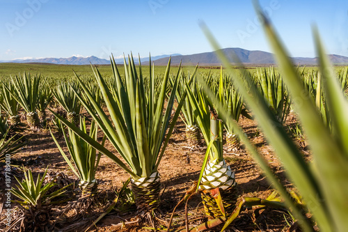 Sisal plantation photo