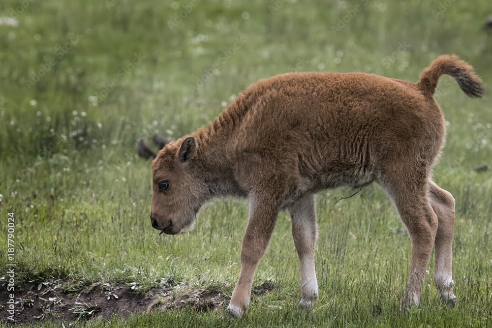 Fototapeta premium Bison Grand Tetons 