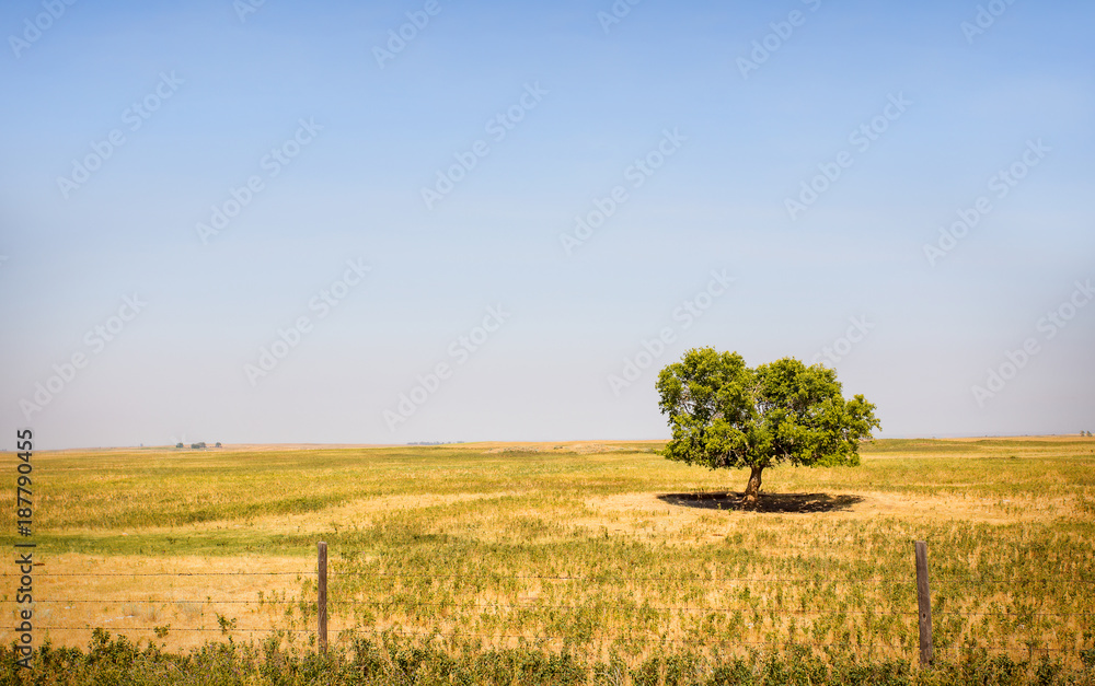 One green leafy tree casting shade in a lonely deserted green pasture behind a barbed wire fence in a rural prairie landscape