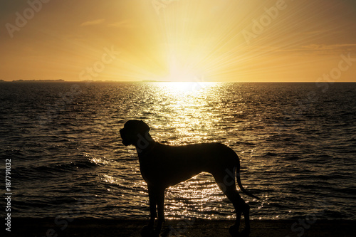 Deutsche Dogge im Sonnenuntergang