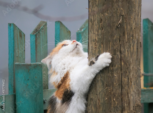 beautiful fluffy cat climbs being played on a wooden post in the spring outside in the Sunny garden