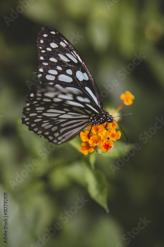 orange flower butterfly © Grace
