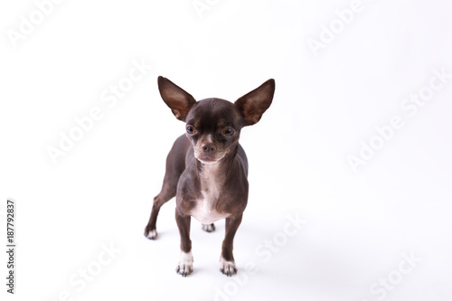 Chihuahua © Sandy Maiwald