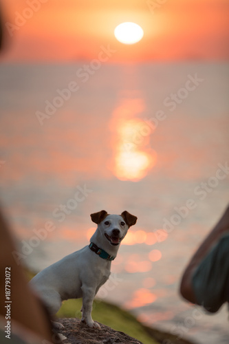 dog enjoying a sunset 