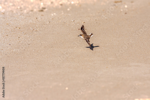 Little sparrow flying