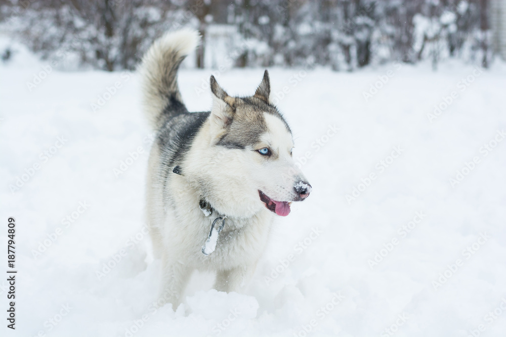 A dog of Siberian husky runs through the snow A dog of Siberian husky runs through the snow