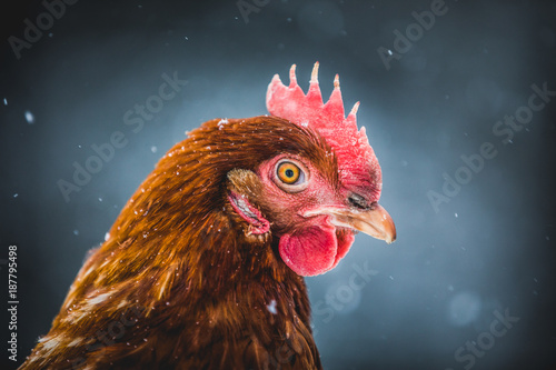 Domestic Rustic Eggs Chicken Portrait during Winter Storm.