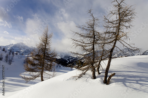ombre di larici sulla neve