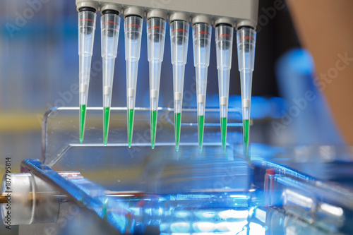 loading amplified DNA samples to agarose gel with multichannel pipette photo