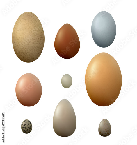 set of different birds eggs on the white background,