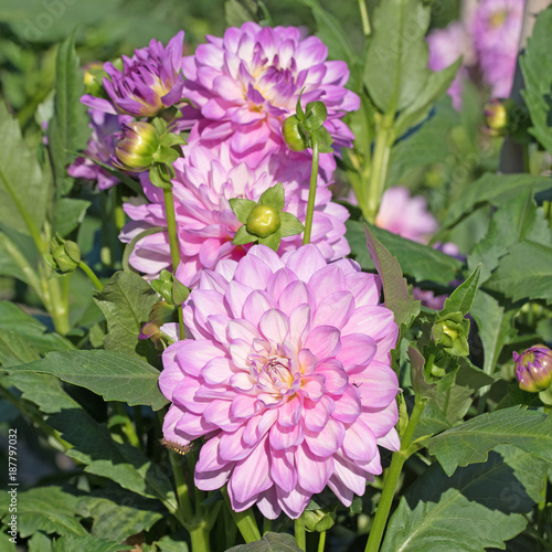Fototapeta Naklejka Na Ścianę i Meble -  Dahlien, Dahlias