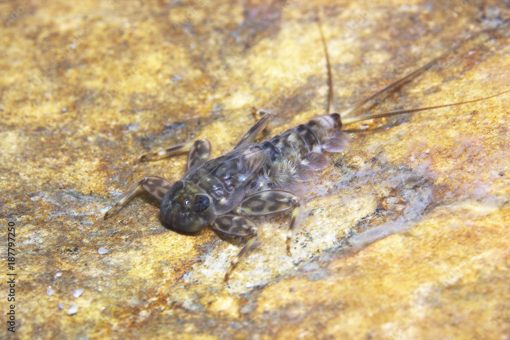 Mayfly nymph close up. Mayfly only live a very short life as adult form, and do not eat in this stage.Ecdyonurus larvae scraping biofilm. River habitat. Underwater photography. Mayfly nymph close up. Mayfly only live a very short life as adult form, and do not eat in this stage.Ecdyonurus larvae scraping biofilm. River habitat. Underwater photography.