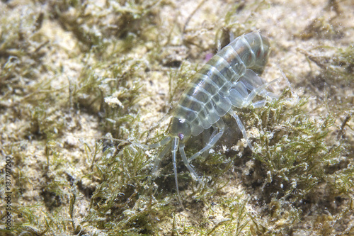 Crustacean Amphipoda underwater photography with beautiful bacgroud. Arthropoda Gammarus pulex. Live in the river habitat. Aquarium feeds suitable for fish, reptiles, birds