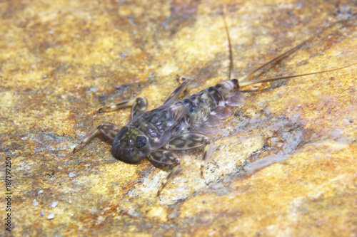 Mayfly nymph close up. Mayfly only live a very short life as adult form, and do not eat in this stage.Ecdyonurus larvae scraping biofilm. River habitat. Underwater photography.