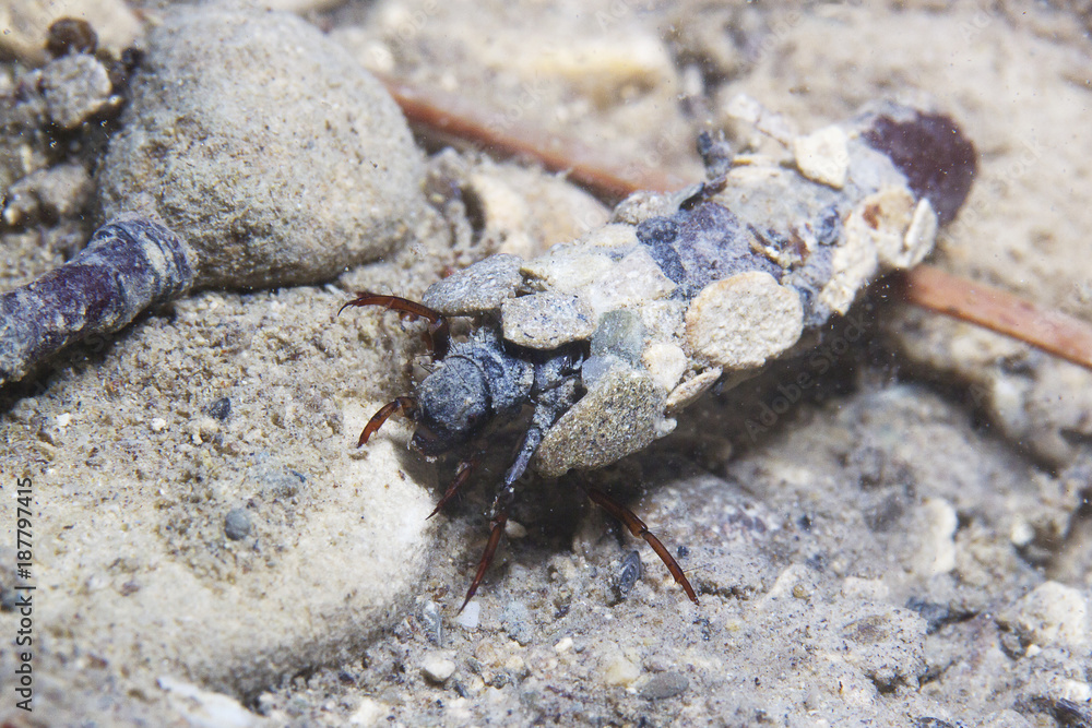 Caddisflie larvae under the water in the built home. Trichoptera