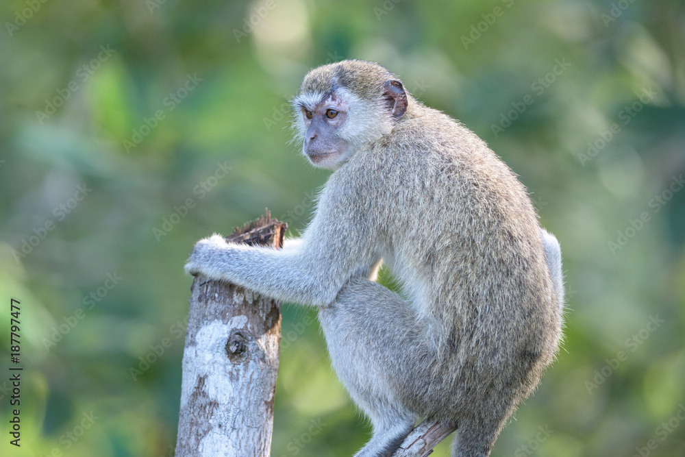 Blue Monkey Blue Monkey
