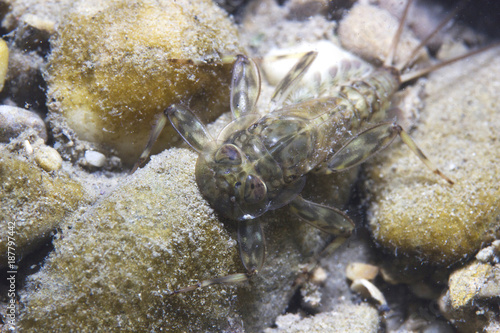 Mayfly nymph close up. Mayfly only live a very short life as adult form  and do not eat in this stage.Ecdyonurus larvae scraping biofilm. River habitat. Underwater photography.