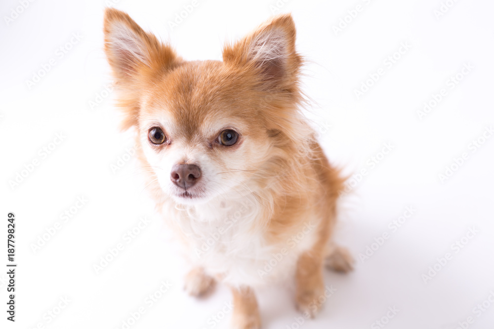 Chihuahua Chihuahua