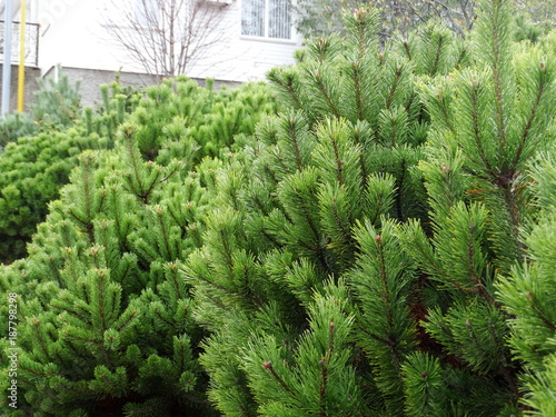 Dense thickets of conifers