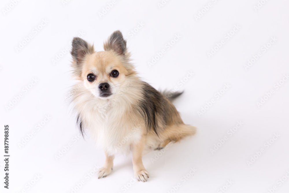 Obraz premium Chihuahua