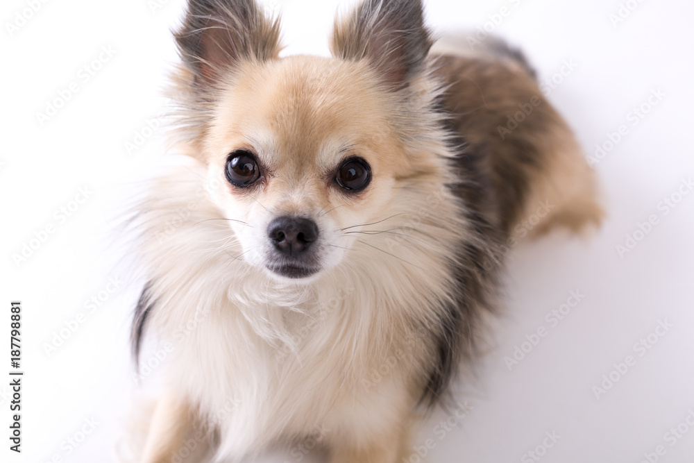 Chihuahua Chihuahua