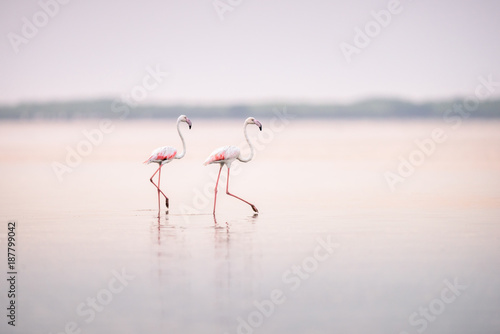 Flamingos nas salinas do Mussulo (saco dos flamingos) próximo da cidade de Luanda, Angola photo