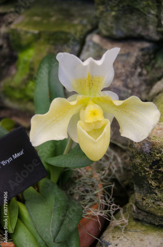 Orquidea