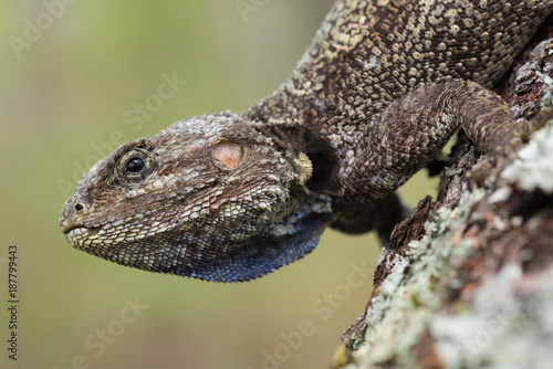 Agama on a tree in the Angolan highlands of Moxico