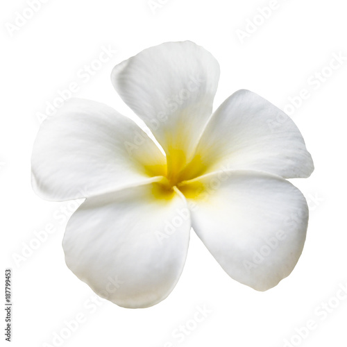 Frangipani flower on white