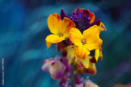 Photos Close-up yellow wallflower on dark blue background