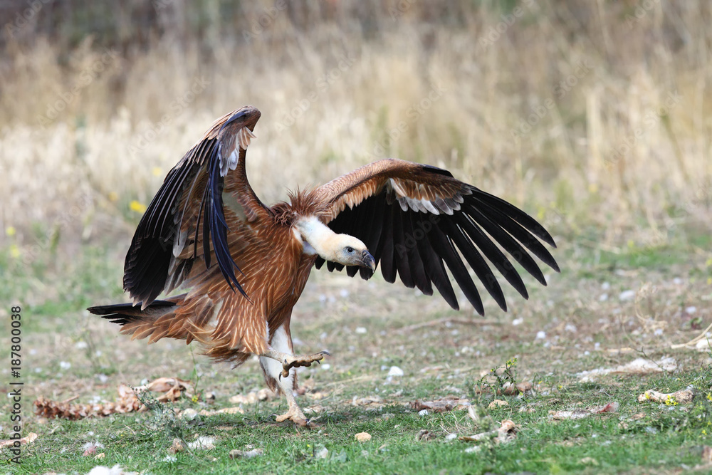 Obraz premium The griffon vulture (Gyps fulvus) on the feeder.