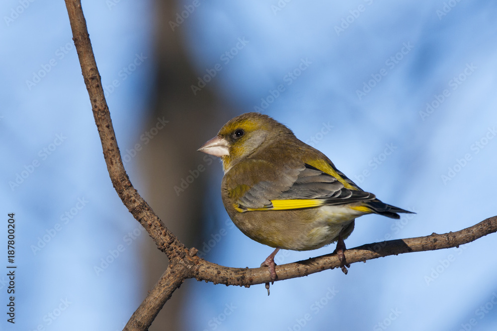 European greenfinch male sitting on branch of tree. Cute colorful songbird with strong bill. Bird in wildlife. European greenfinch male sitting on branch of tree. Cute colorful songbird with strong bill. Bird in wildlife.