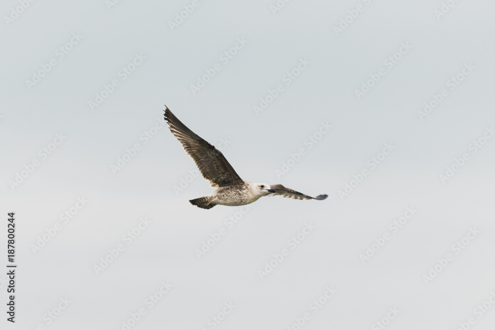 Obraz premium Bird flying