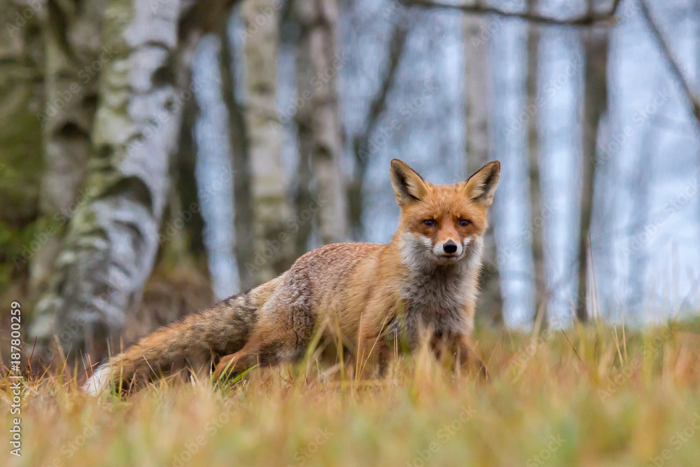 Fototapeta premium Rotfuchs im Birkenwald